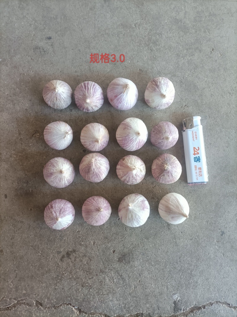 云南红皮独头蒜