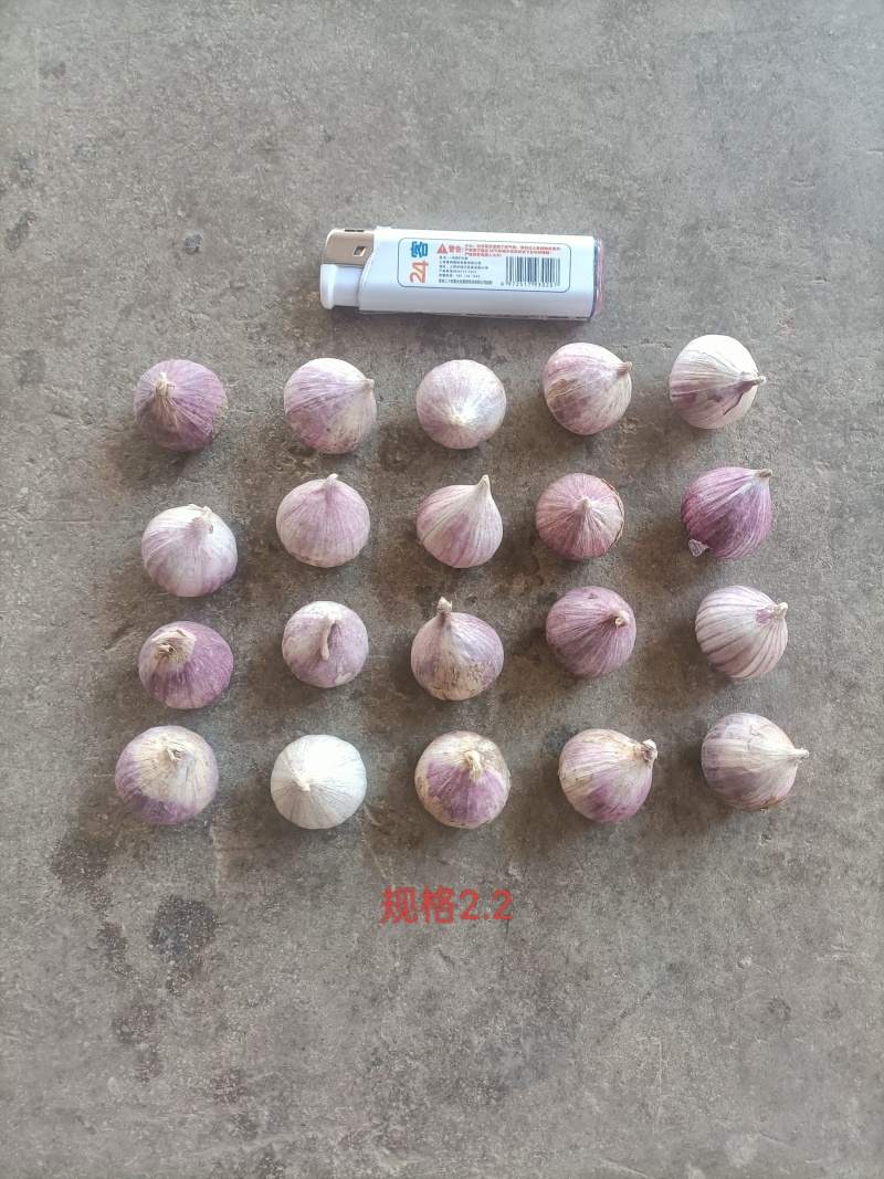 云南红皮独头蒜