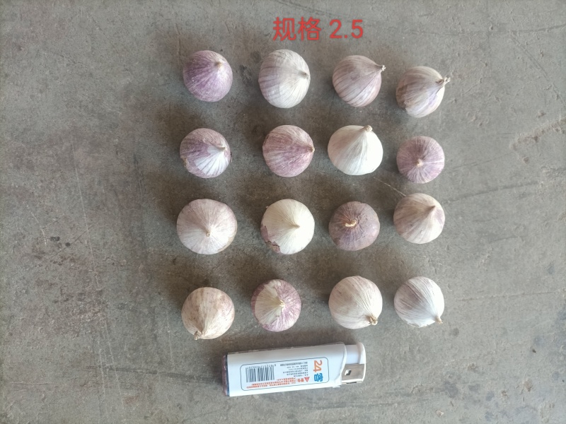 云南红皮独头蒜
