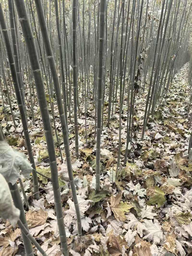 1公分-3公分新疆杨，全国发货，欢迎进店沟通