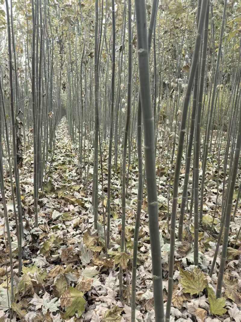 1公分-3公分新疆杨，全国发货，欢迎进店沟通