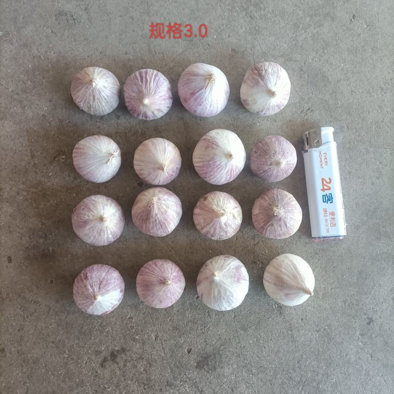 云南红皮独头蒜