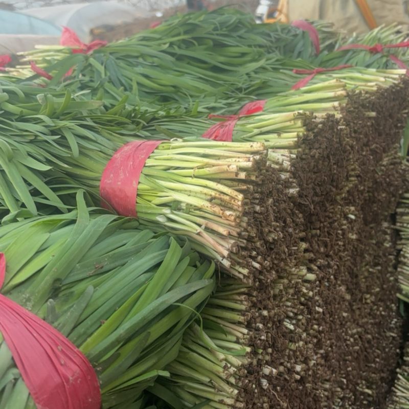 甘肃韮菜