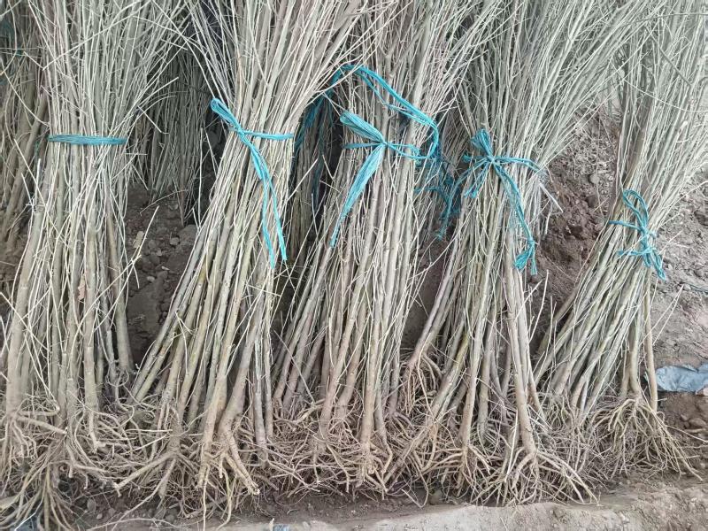甘肃沙枣地径0.4-1.5公分自产自销有需要的老板联系