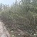 沙枣苗甘肃基地直发规格齐全价钱实惠