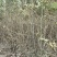 沙枣苗甘肃基地直发规格齐全价钱实惠