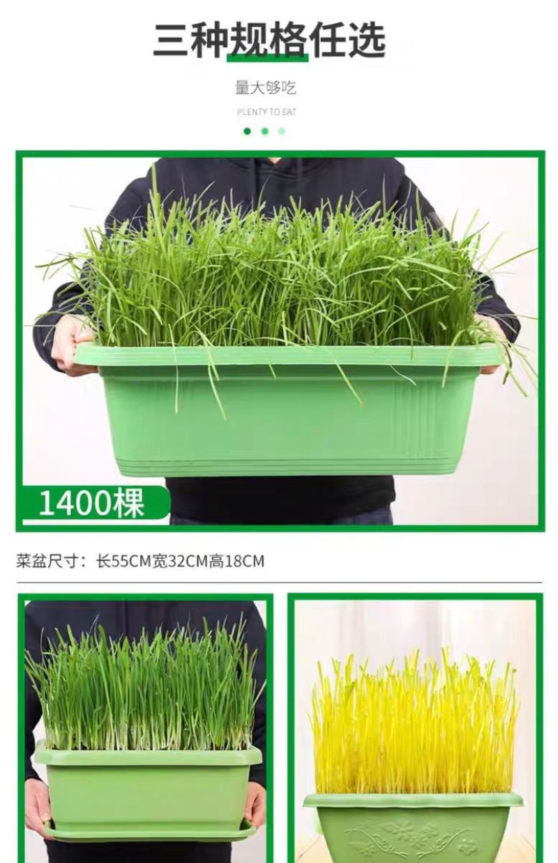 黄韭盆栽黄韭盆景室内可种植阳台上种的韭菜