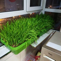黄韭盆栽黄韭盆景室内可种植阳台上种的韭菜