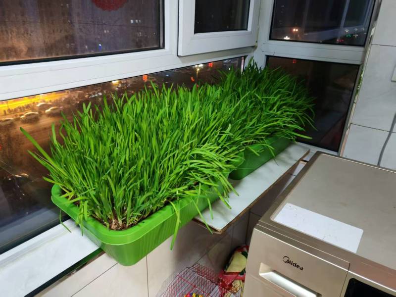 黄韭盆栽黄韭盆景室内可种植阳台上种的韭菜