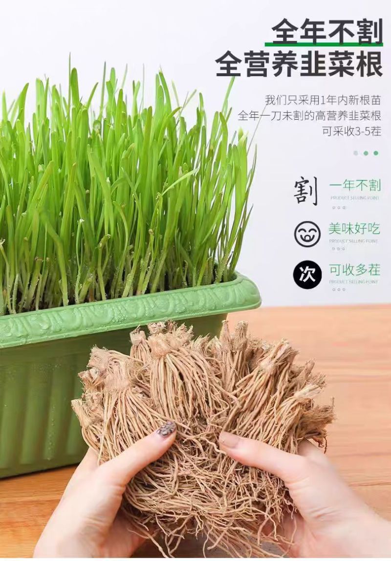 黄韭盆栽黄韭盆景室内可种植阳台上种的韭菜