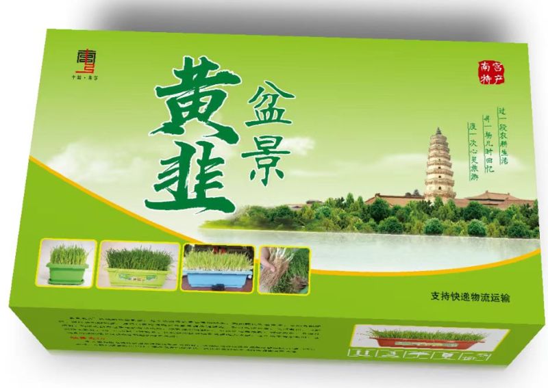 黄韭盆栽黄韭盆景室内可种植阳台上种的韭菜