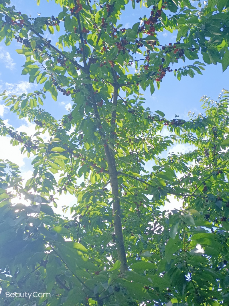 云南红皮独头蒜