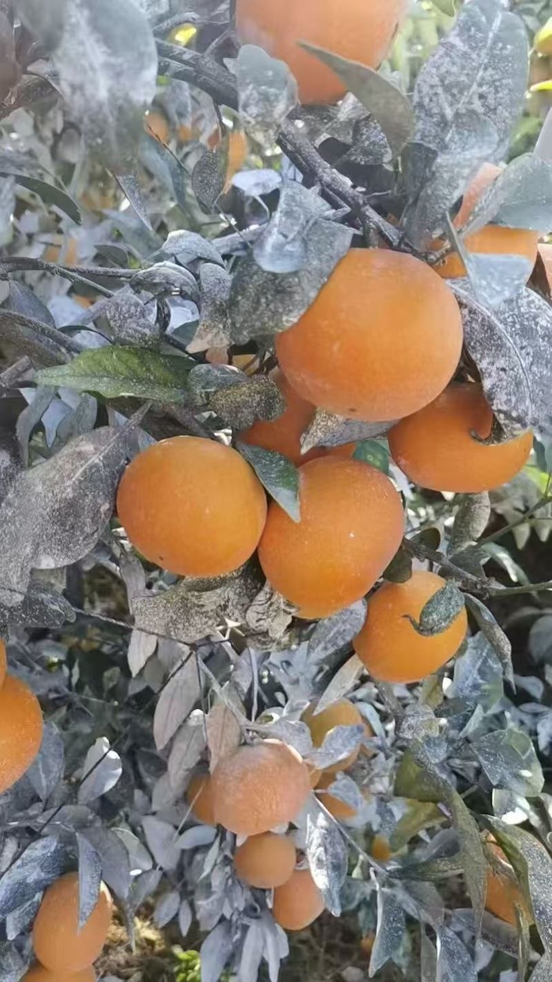 沃柑