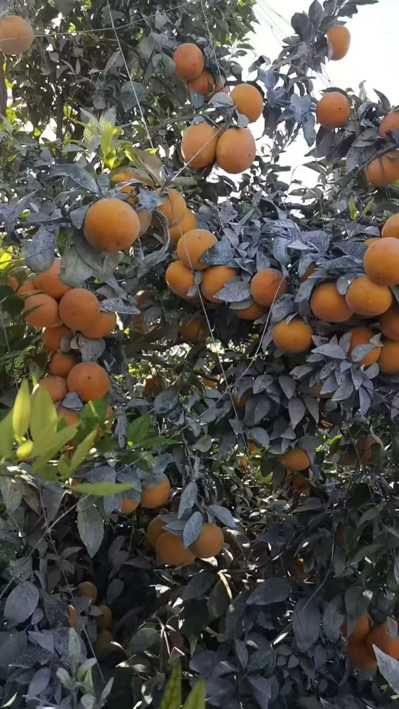 沃柑