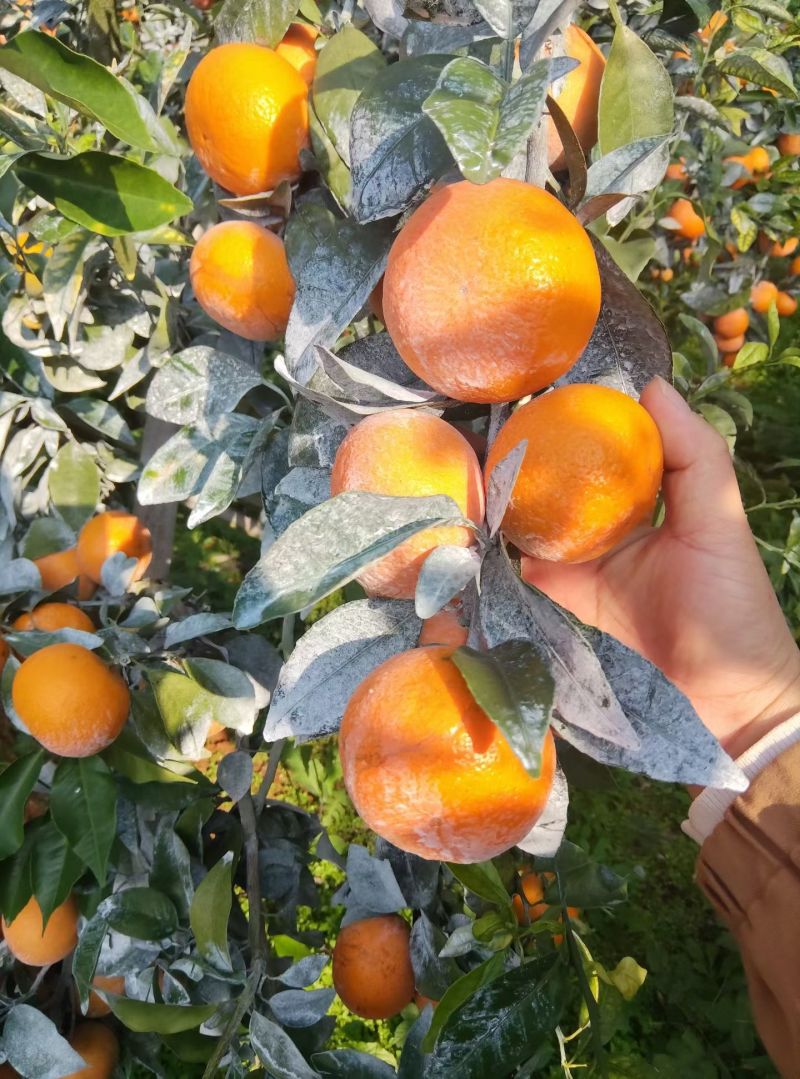 沃柑