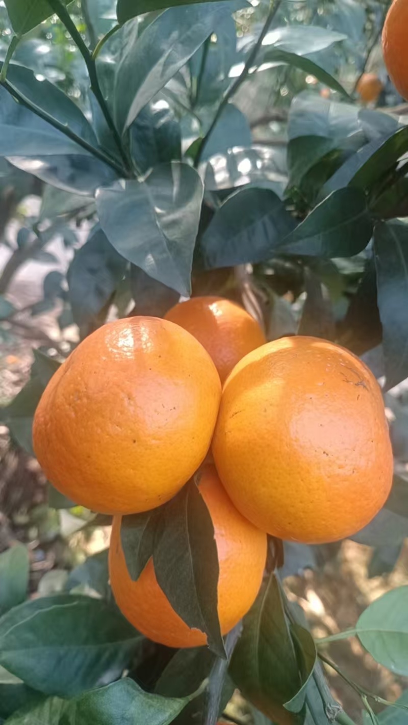 沃柑
