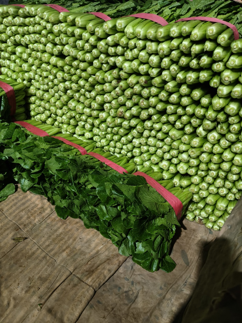 小白菜河北青叶小白菜商超电商配货净菜加工代发全国