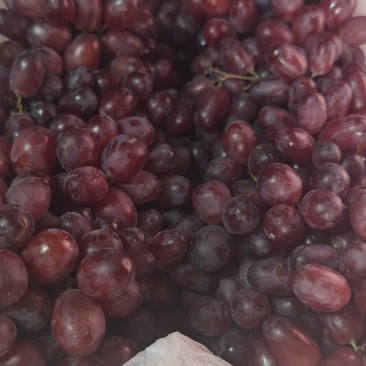 新疆无籽提