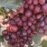 新疆无籽提