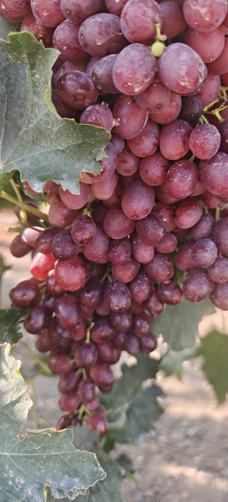 新疆无籽提