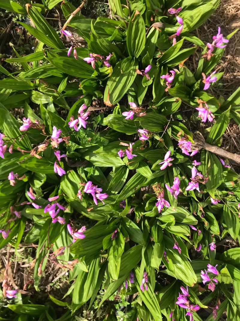 纯紫花三叉大白芨训化苗