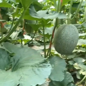 哈密瓜