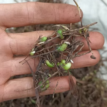 紫花白芨直播苗