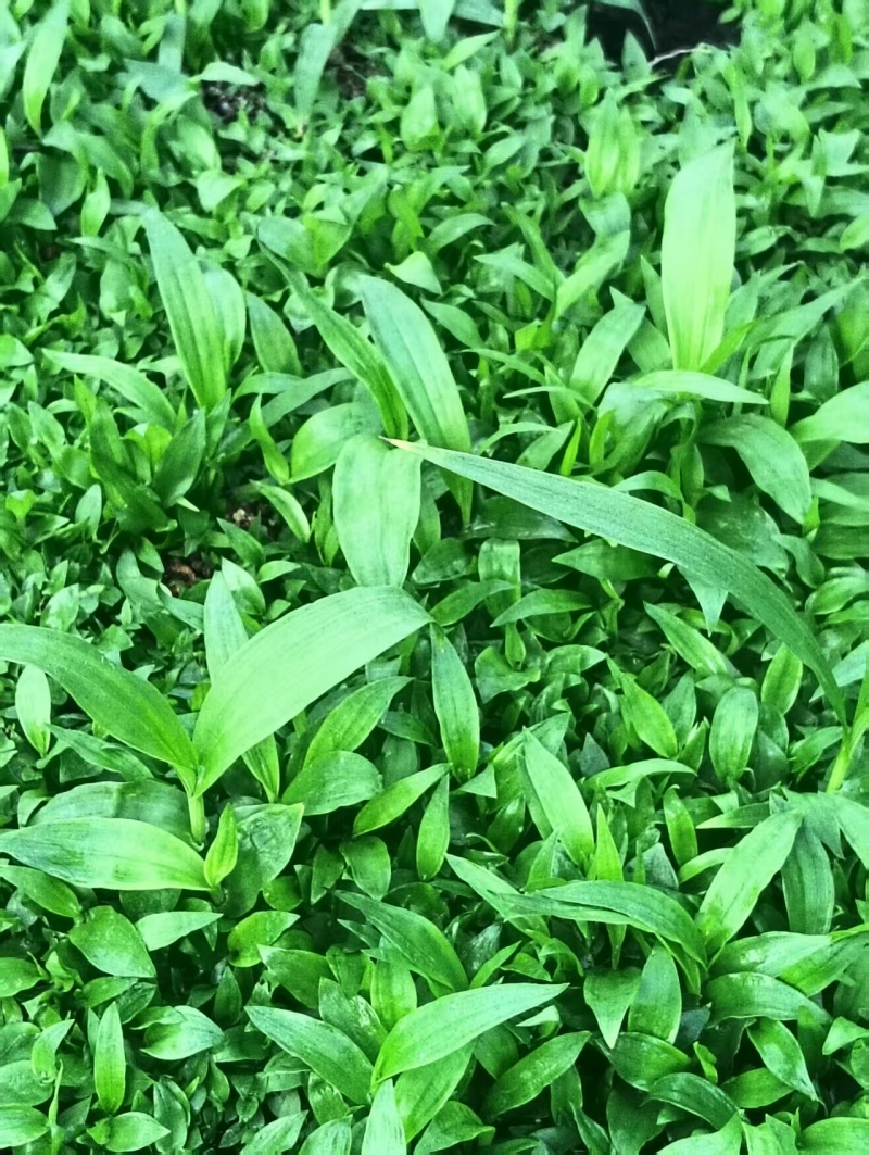 紫花白芨直播苗