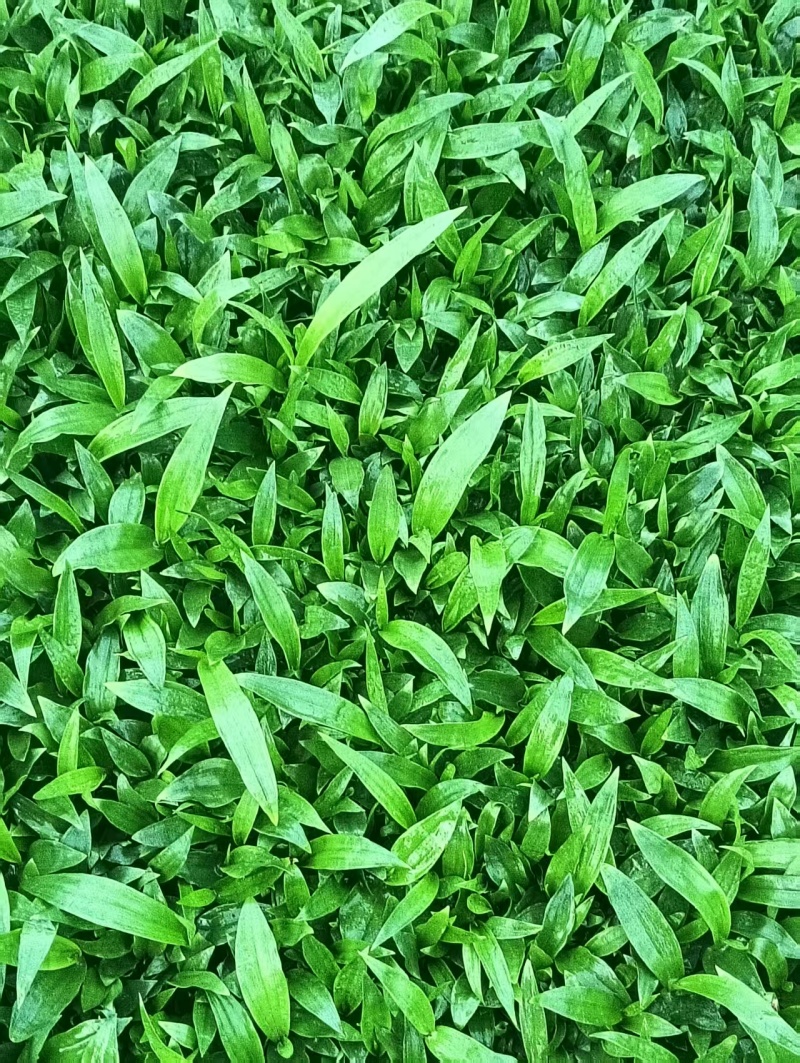 紫花白芨直播苗