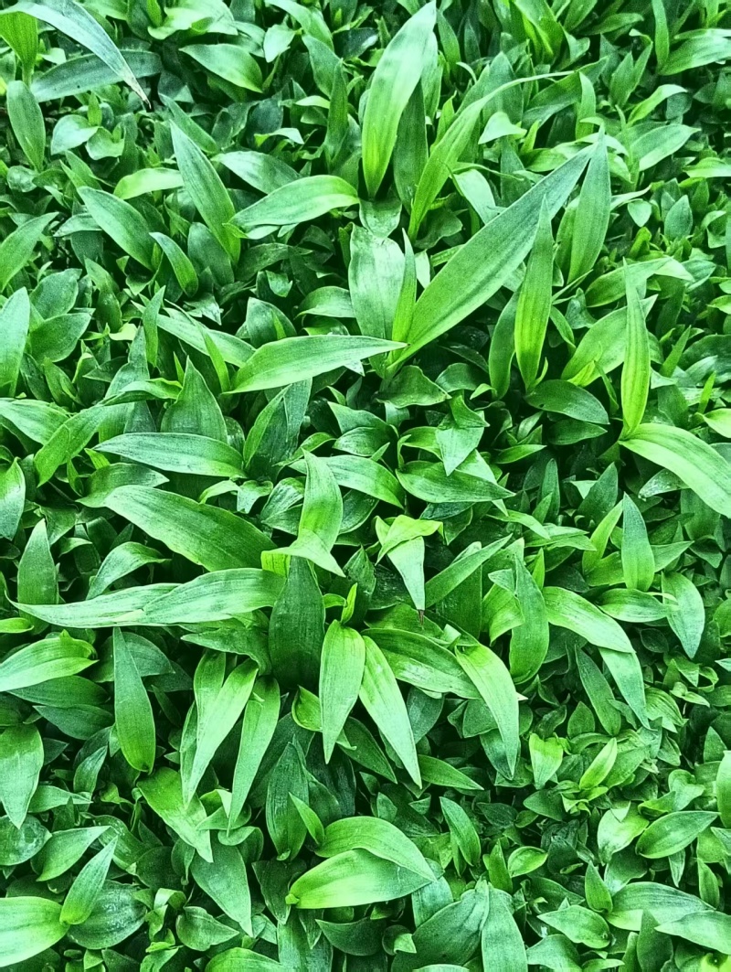 紫花白芨直播苗