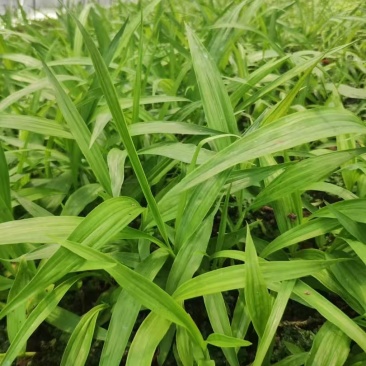 纯紫花中宽叶白芨训化苗