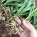 纯紫花中宽叶白芨训化苗