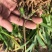 纯紫花中宽叶白芨训化苗