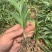 纯紫花中宽叶白芨训化苗