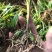 纯紫花中宽叶白芨训化苗