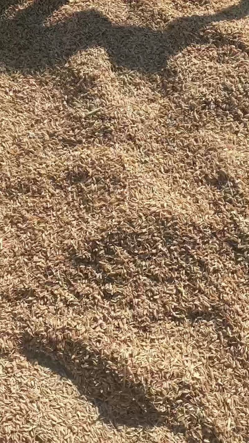 稻壳压缩稻壳，袋装散壳，厂家直销，质量保障