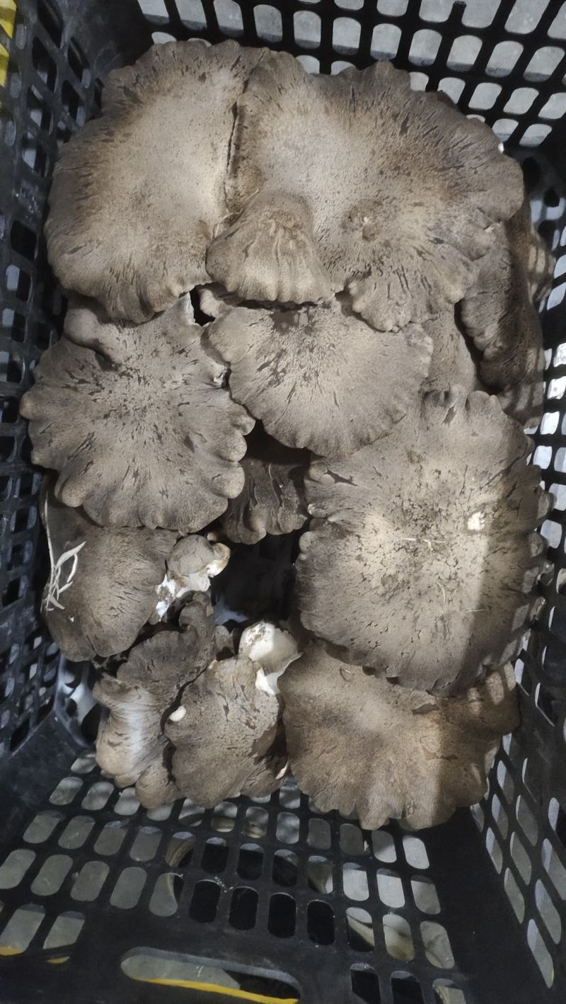 灵芝菇
