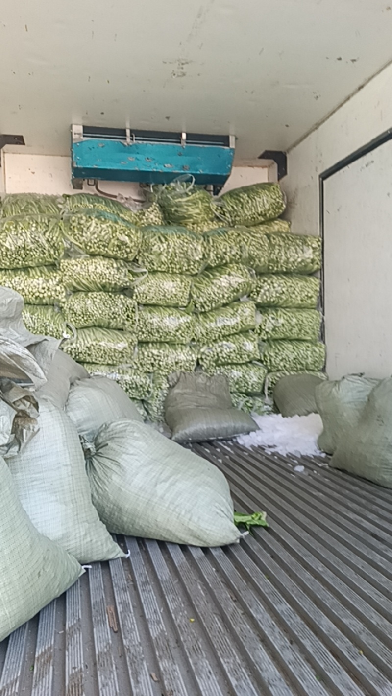 湖北红菜苔，白菜苔大量有货，欢迎订单
