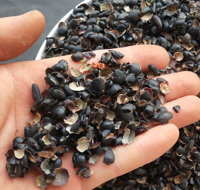 黑豆衣统装500g产地东北振兴药材购销站量大从