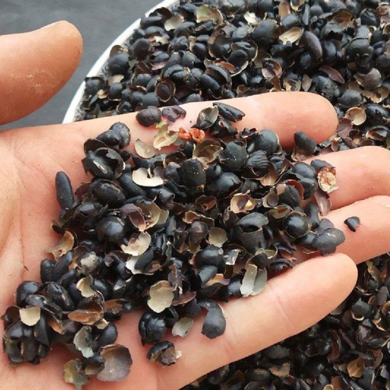 黑豆衣统装500g产地东北振兴药材购销站量大从