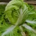 安徽大白菜精品矮帮白菜包心大白菜质量好产地直供诚信代办