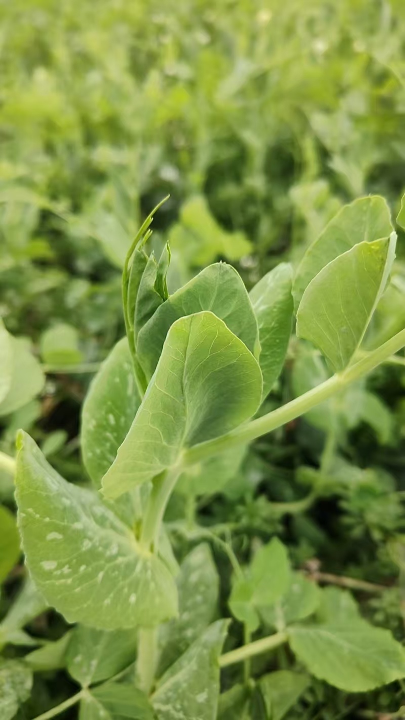 新鲜蔬菜豌豆尖，地头直发