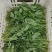 新鲜蔬菜豌豆尖，地头直发