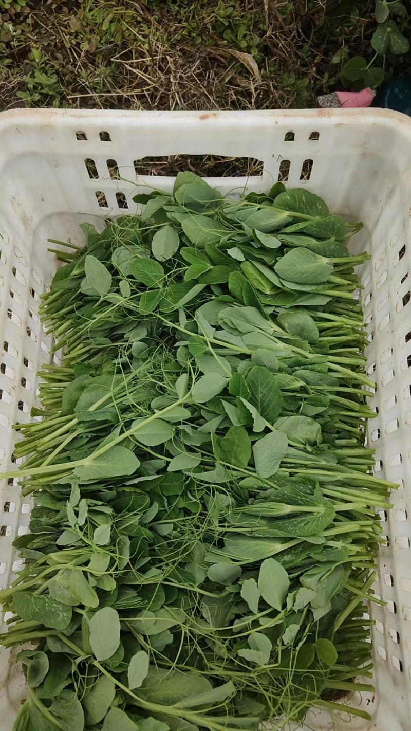 新鲜蔬菜豌豆尖，地头直发