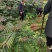 红油香椿香味浓健康苗