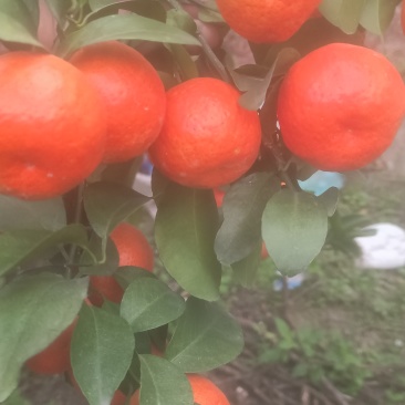 广西砂糖橘橘子甜蜜砂糖橘水果