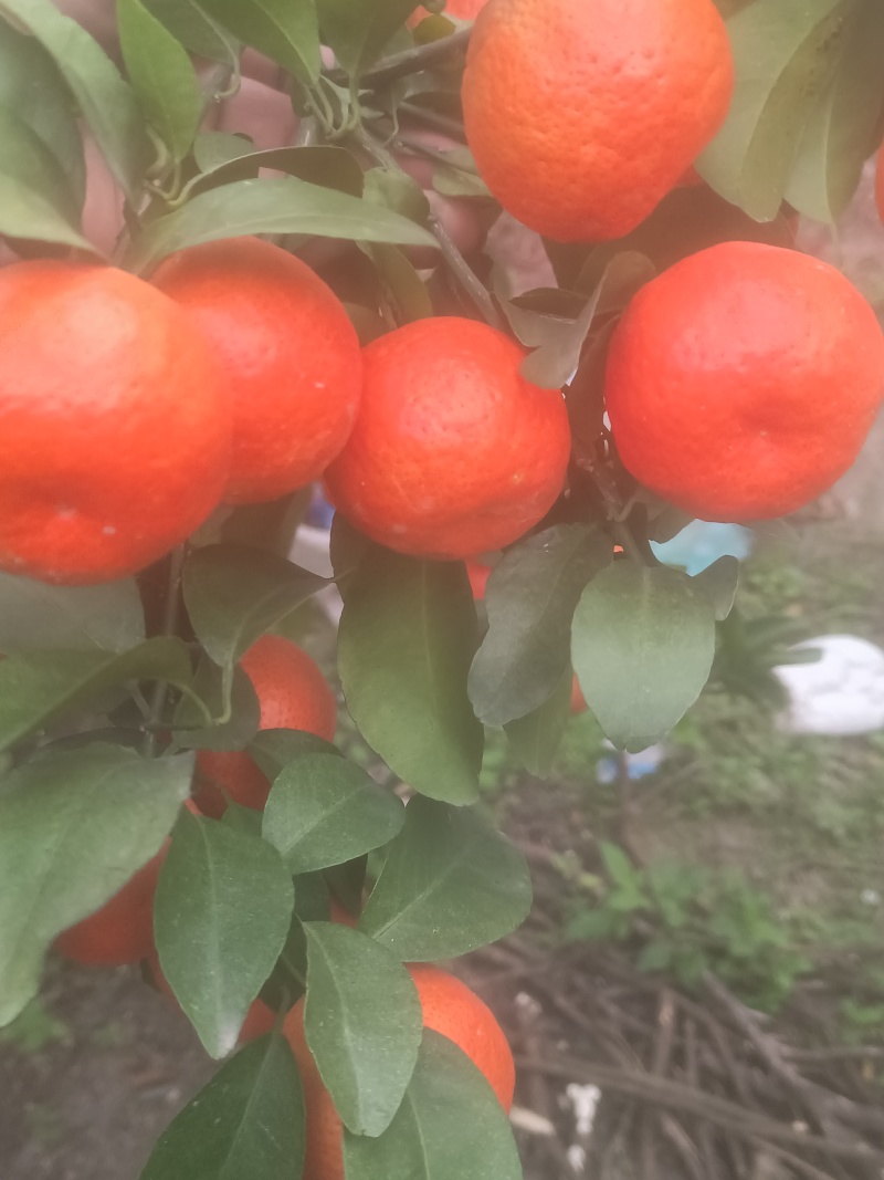 广西砂糖橘橘子甜蜜砂糖橘水果