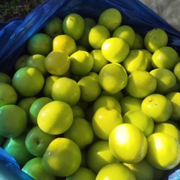 诏安富硒牛奶密枣