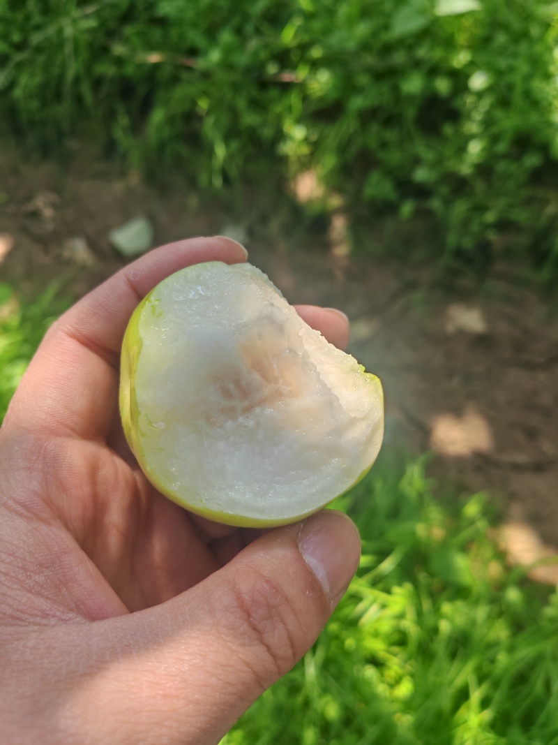 诏安富硒牛奶密枣