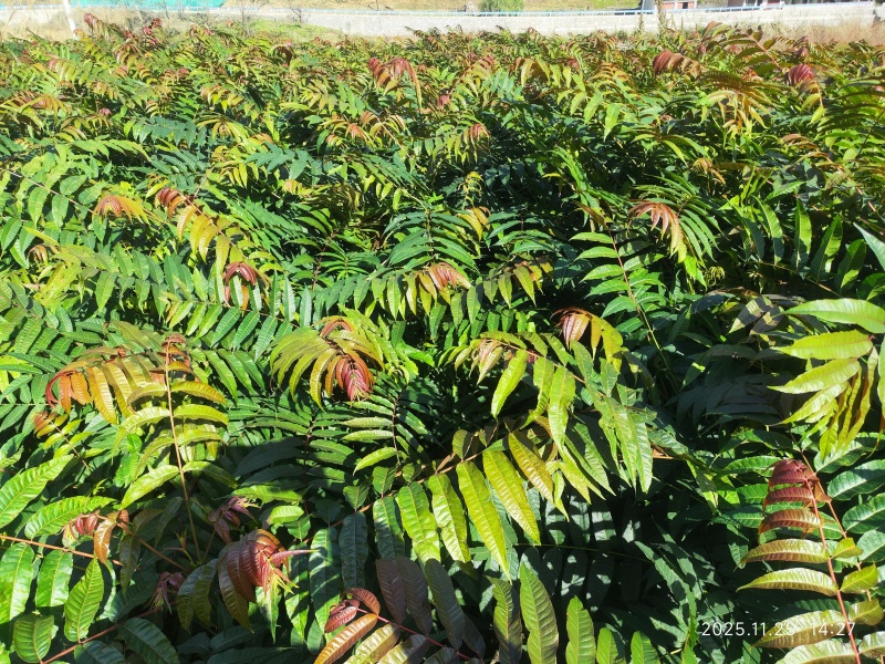 贵州本地红油香椿苗香味浓成活率高健康好苗